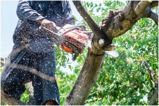 tree services Cumberland Gap